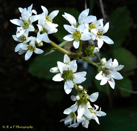 {Micranthes virginiensis}